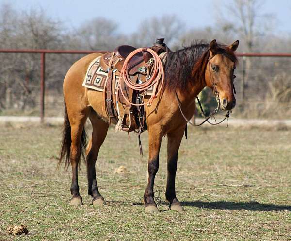 extreme-trail-gelding