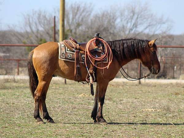 barn-quarter-horse