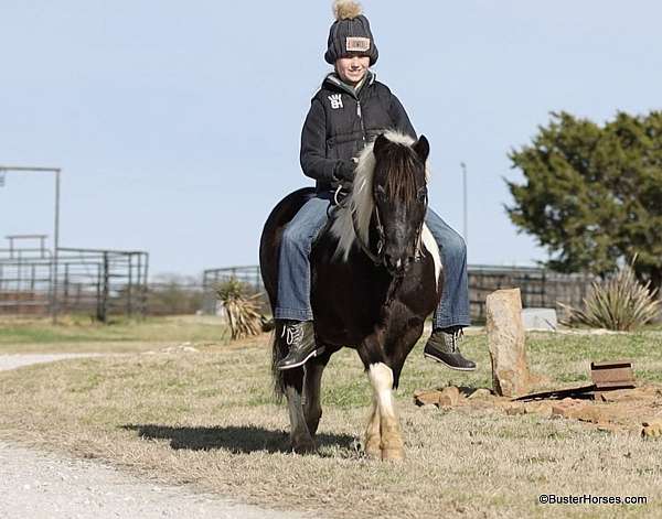 extreme-trail-gelding