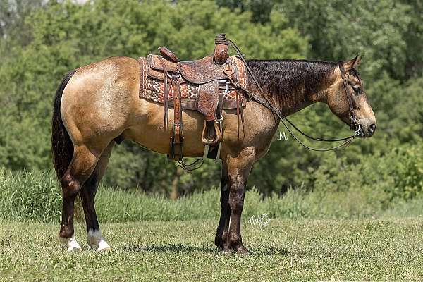 buckskin-rear-socks-horse