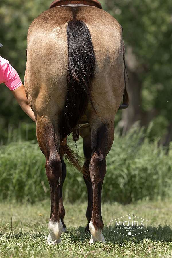 ranch-work-quarter-horse