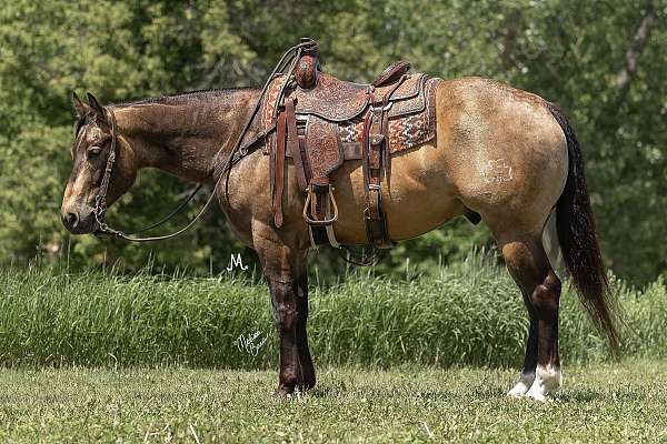 beginner-safe-quarter-horse