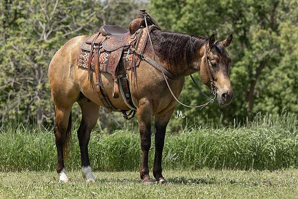 family-horse-quarter