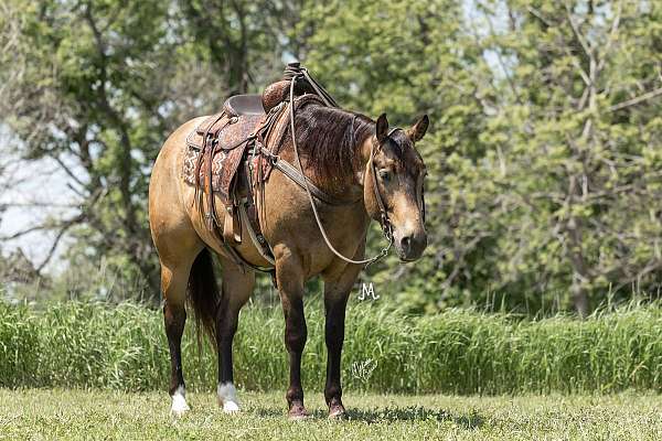 trail-quarter-horse