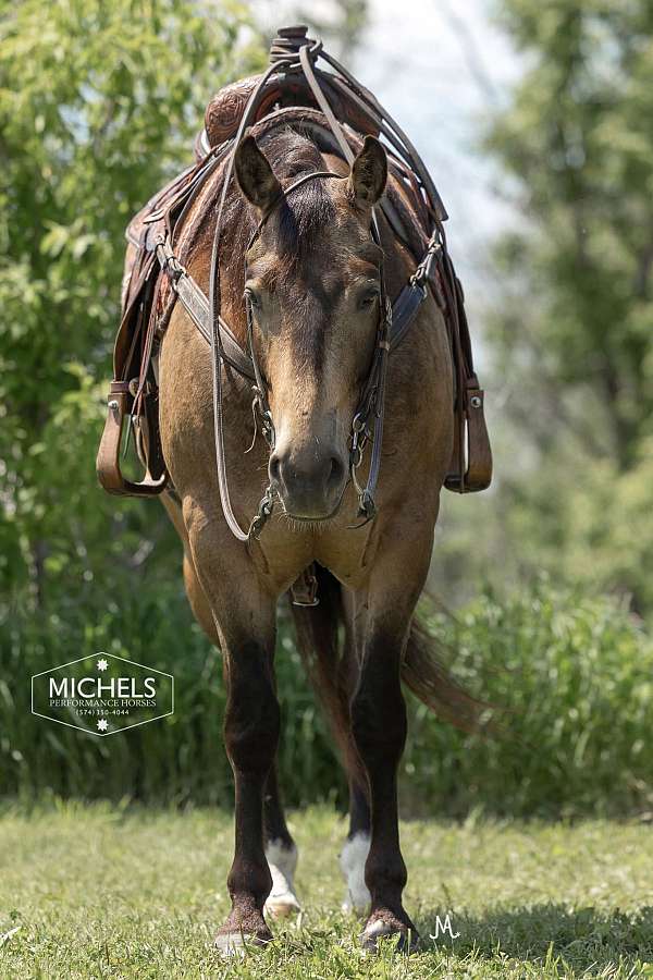 athletic-quarter-horse