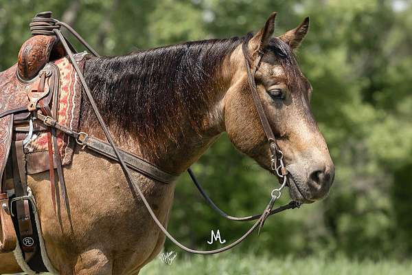 beginner-quarter-horse