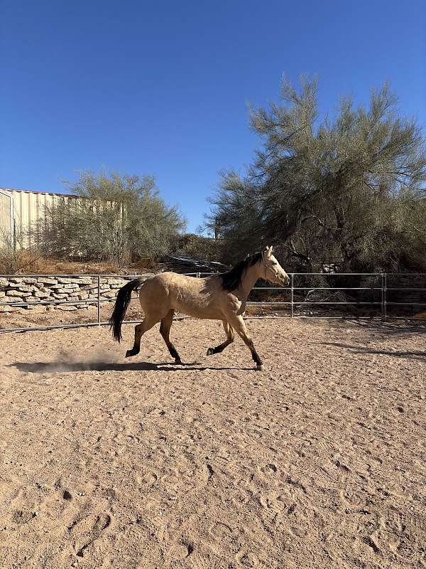 barrel-racing-quarter-horse