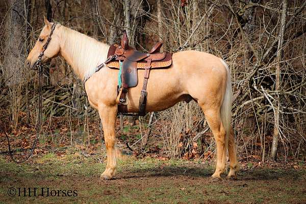 ranch-work-quarter-horse