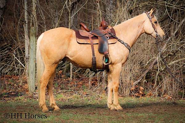 beginner-safe-quarter-horse