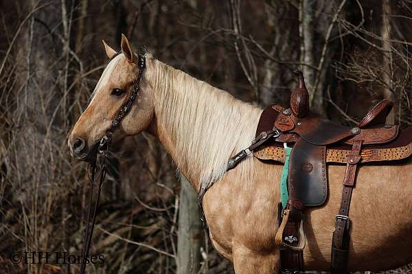 family-horse-quarter