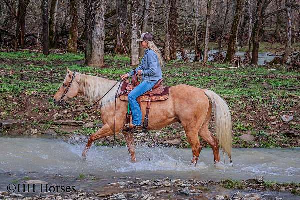 athletic-quarter-horse