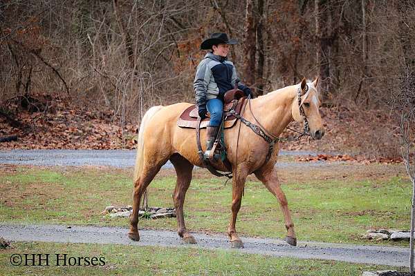 beginner-quarter-horse