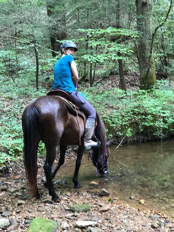 endurance-trail-riding-quarter-horse