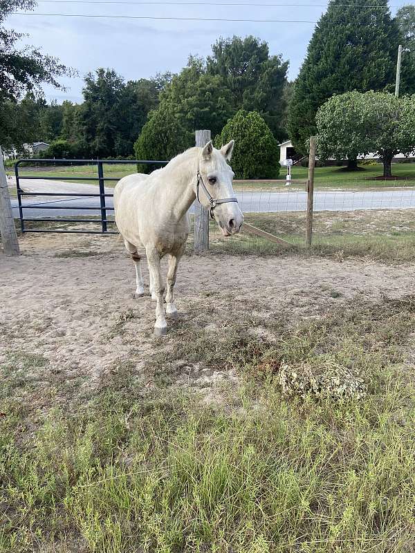 all-around-kentucky-mountain-horse