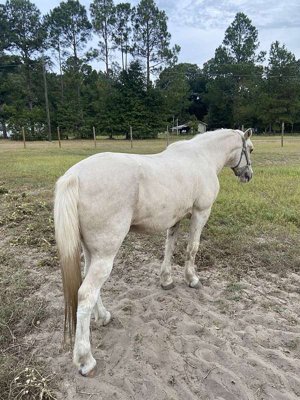 blue-eyed-kentucky-mountain-horse