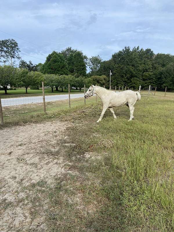 companion-kentucky-mountain-horse