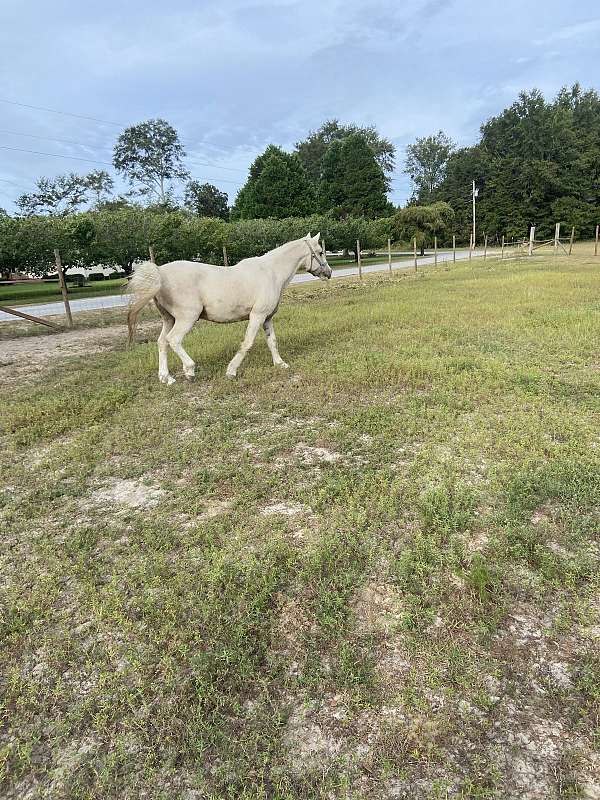 experienced-kentucky-mountain-horse