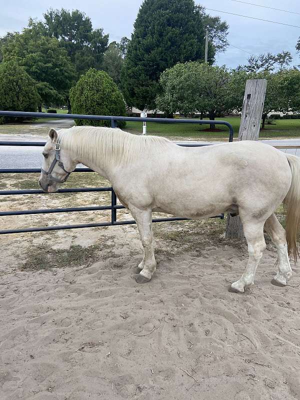 flashy-kentucky-mountain-horse