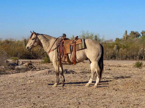 quarter-horse