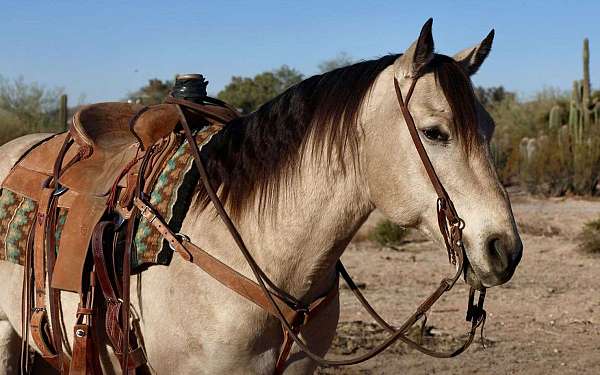 beginner-safe-quarter-horse