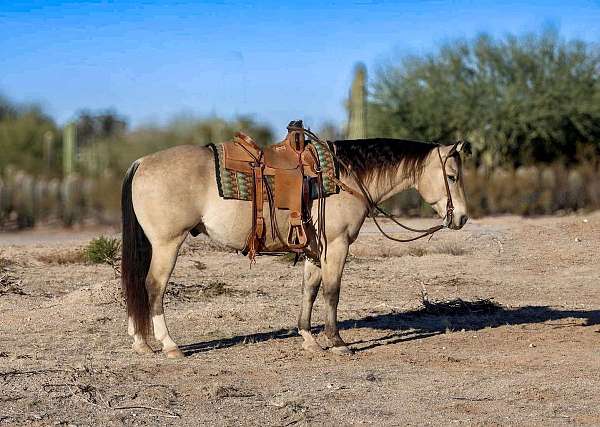 buckskin-socks-horse