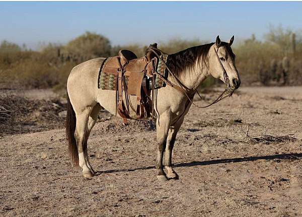 ranch-work-quarter-horse