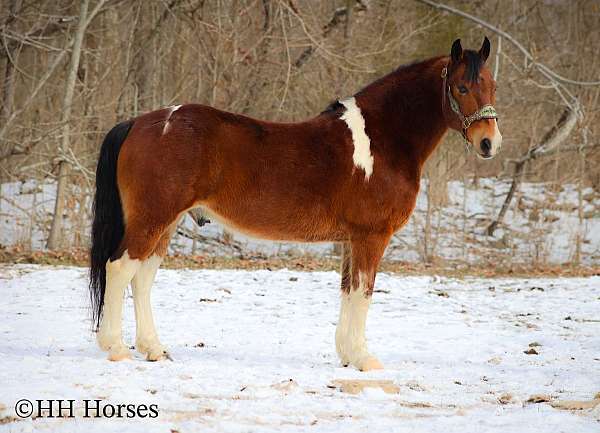 quarter-horse