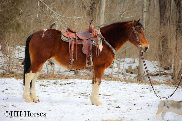 beginner-safe-quarter-horse