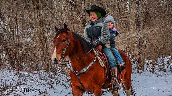 all-around-quarter-horse