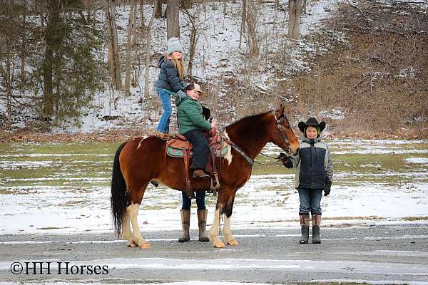 around-quarter-horse