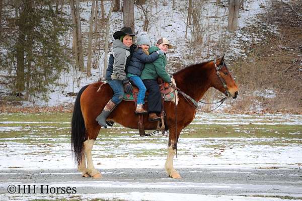 athletic-quarter-horse