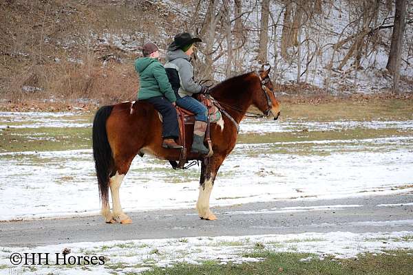 beginner-quarter-horse