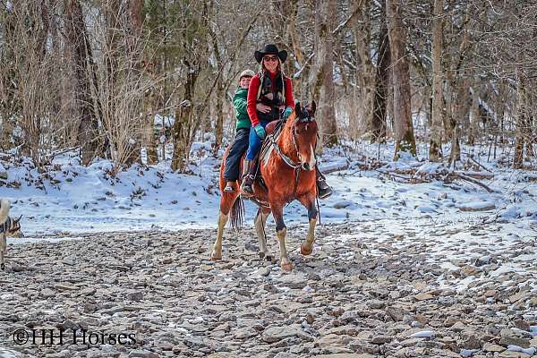 beginner-safe-kid-pony-quarter-horse