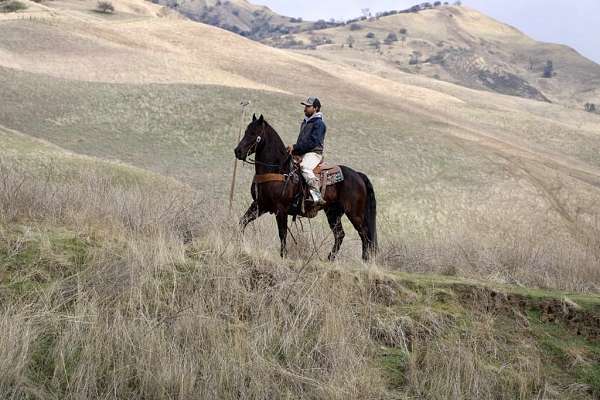 beginner-safe-quarter-horse