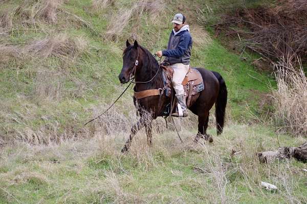 ranch-work-quarter-horse