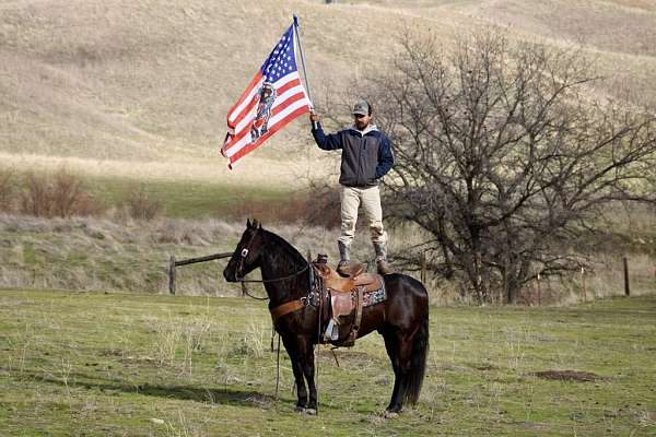 trail-quarter-horse