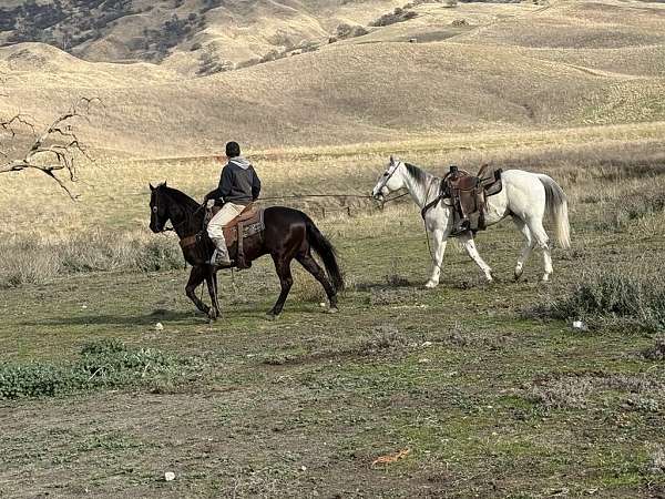 all-around-quarter-horse