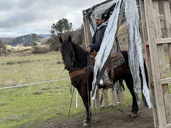 beginner-quarter-horse