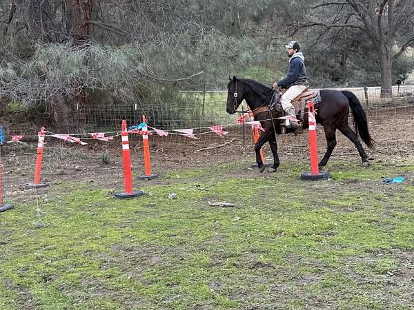 husband-safe-quarter-horse