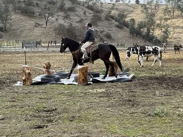 ranch-quarter-horse