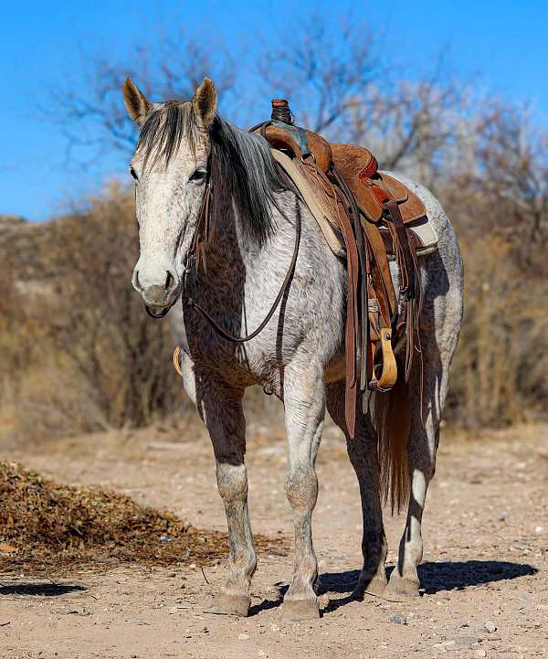 quarter-horse