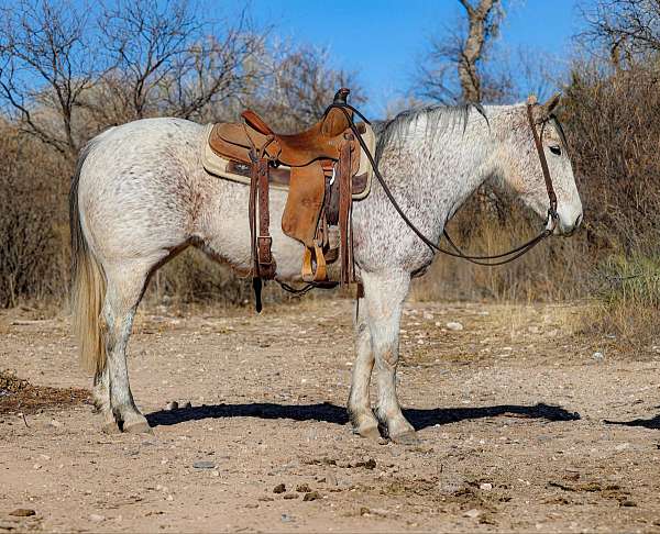 beginner-safe-quarter-horse