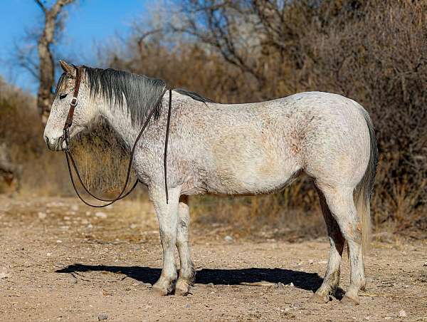 family-horse-quarter