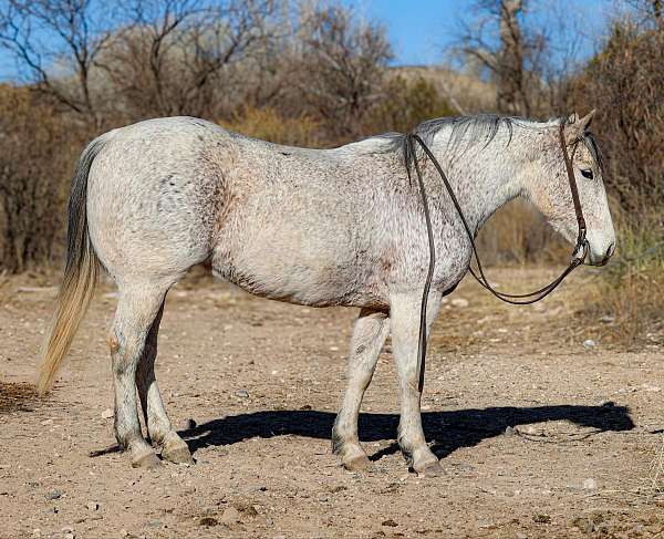 ranch-work-quarter-horse