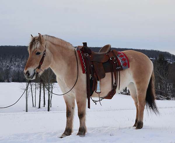 fjord-mare-broodmare