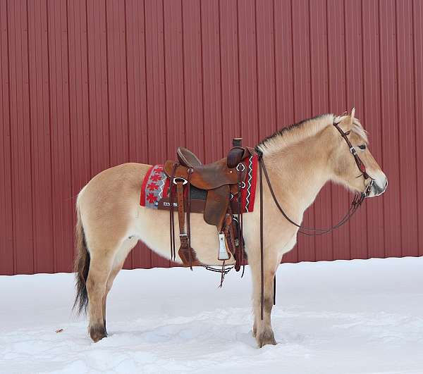 fjord-horse-for-sale