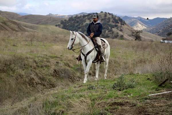 ranch-work-quarter-horse