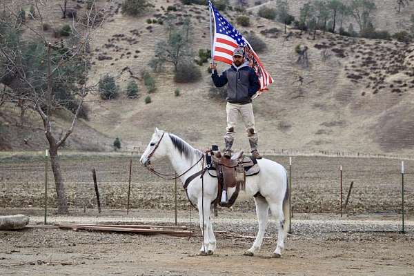 beginner-safe-quarter-horse