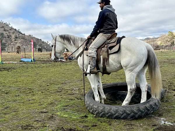 trail-quarter-horse