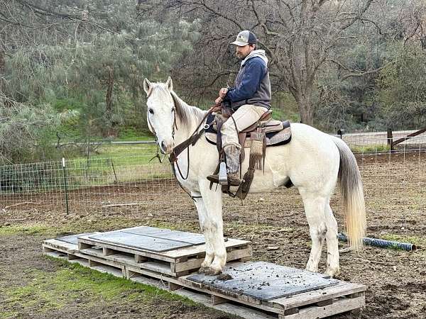 beginner-quarter-horse